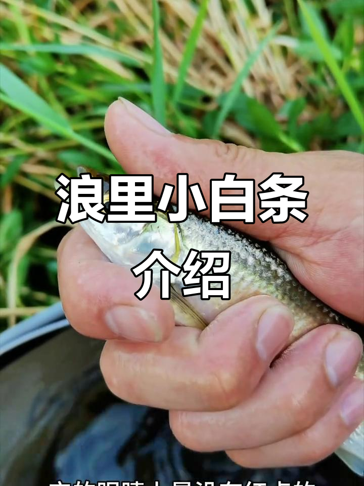 白条鱼特征揭秘,如何区分马口和桃花?