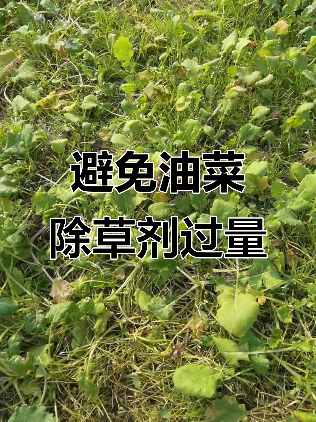 油菜除草别盲目加量,药害难治!