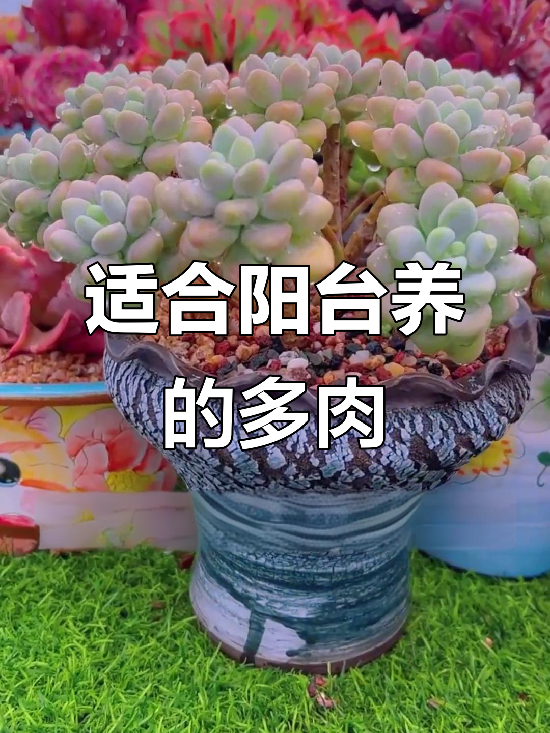 阳台党必看！8款超适合养护的多肉植物，颜值爆表