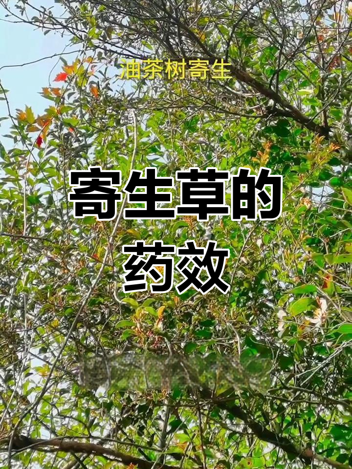 油茶树寄生的药用功效