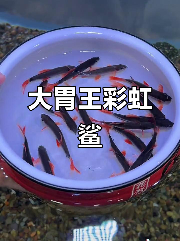 彩虹鲨:吸尘器般的神奇观赏鱼,帮你清理鱼缸无压力