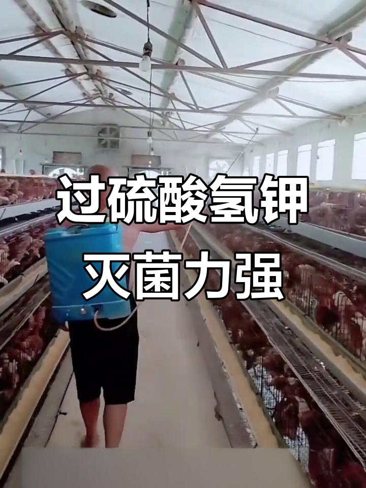 过硫酸氢钾:养鸡场最有效的消毒剂,三种作用一网打尽