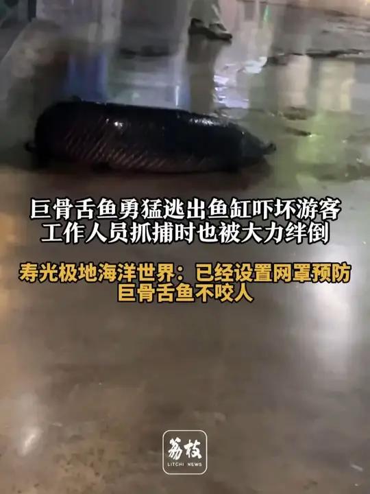 巨骨舌鱼勇猛逃出鱼缸吓坏游客,工作人员抓捕时也被大力绊倒。寿光极地海洋世界:已经设置网罩预