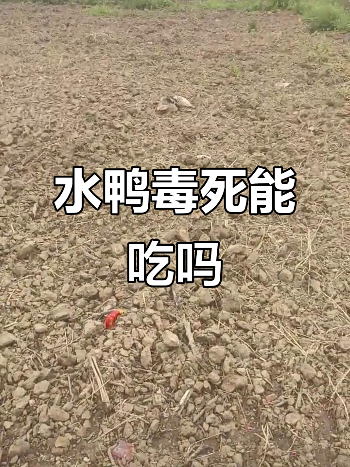 田里的水鸭中毒死亡,能吃吗?