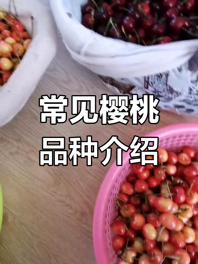 樱桃品种大揭秘:水晶、红灯与意大利枣红,哪种最甜?