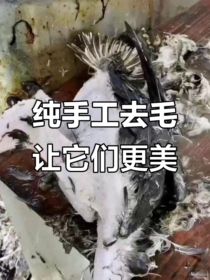 手工脱毛,打造美丽土鹅与鸡的完美蜕变