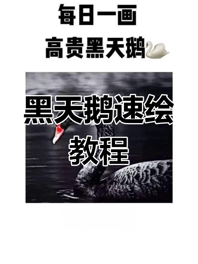 三分钟画出黑天鹅,展现独特自我!