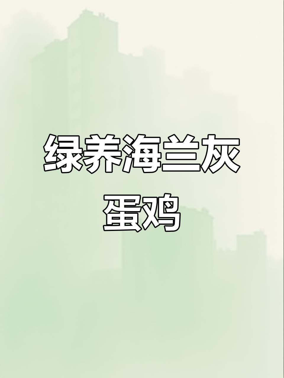 新疆富公鸡家禽:绿色养殖,海兰灰蛋鸡的优质选择