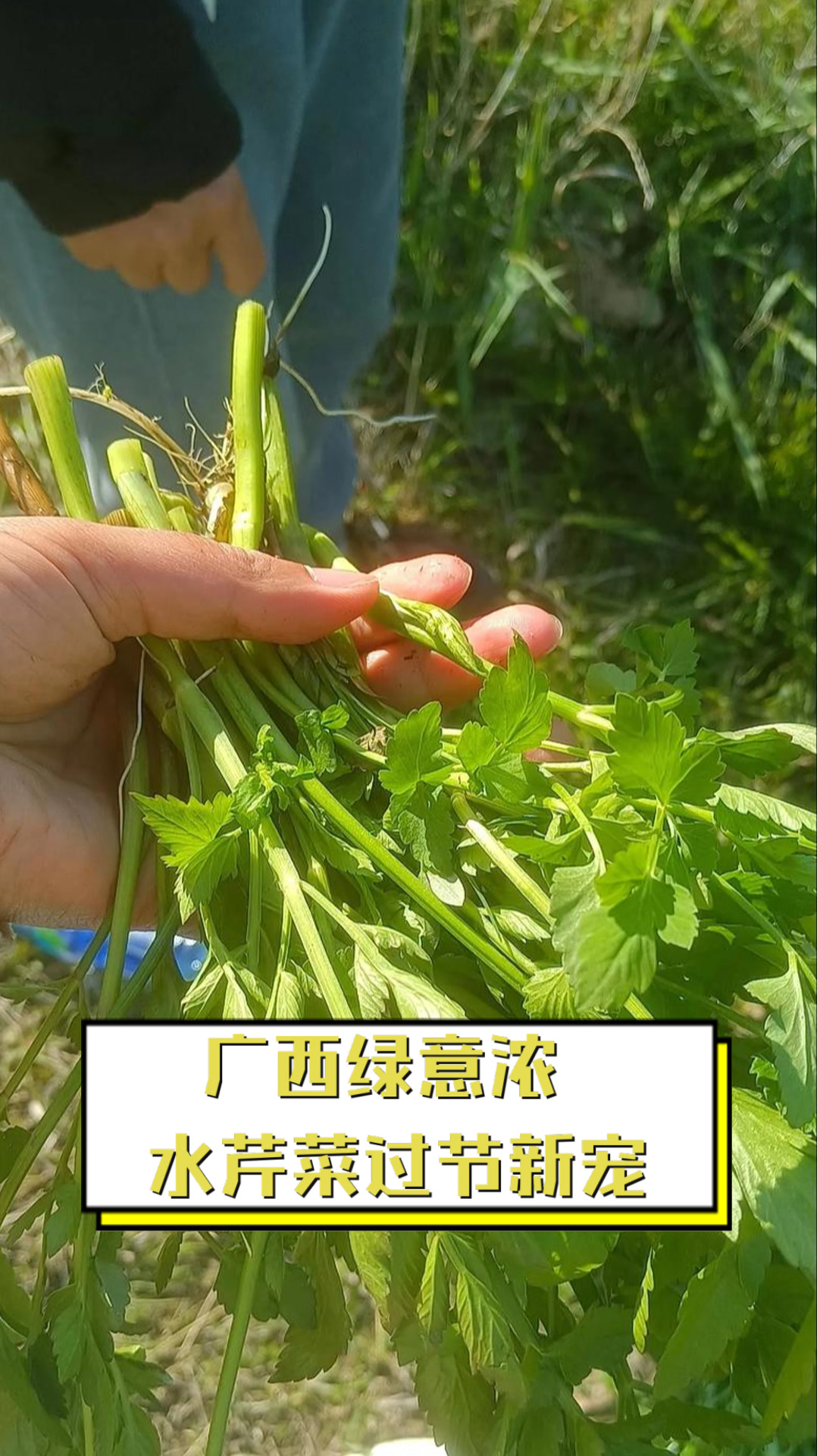 广西绿意浓,水芹菜过节新宠