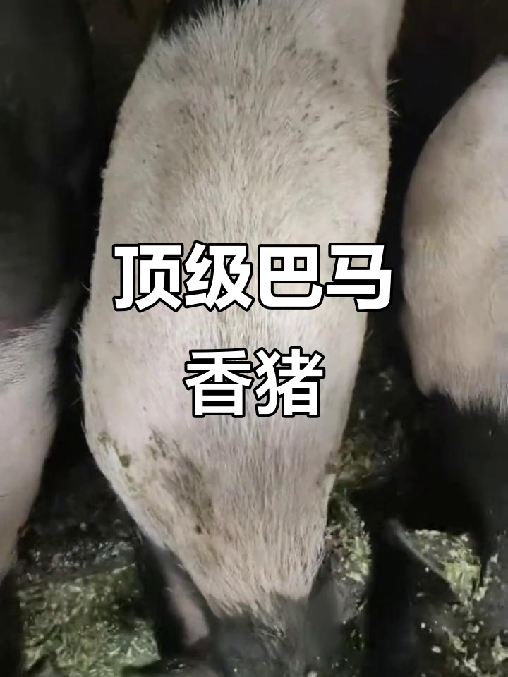 黄奶奶家的巴马香猪,一年熟食喂养,品质绝佳
