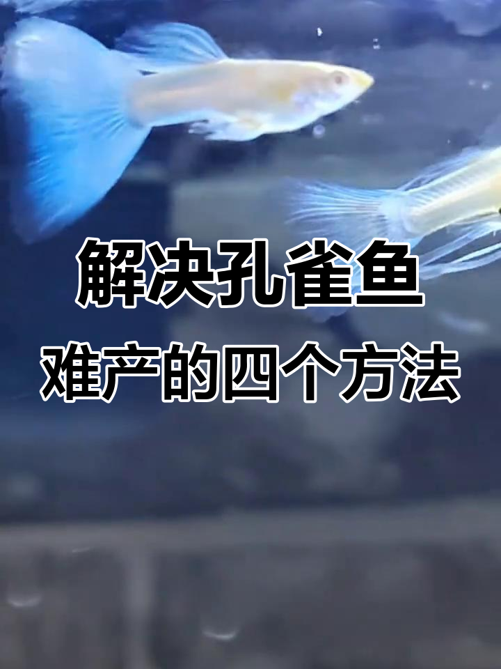 孔雀鱼难产怎么办?四种解决方法帮你搞定