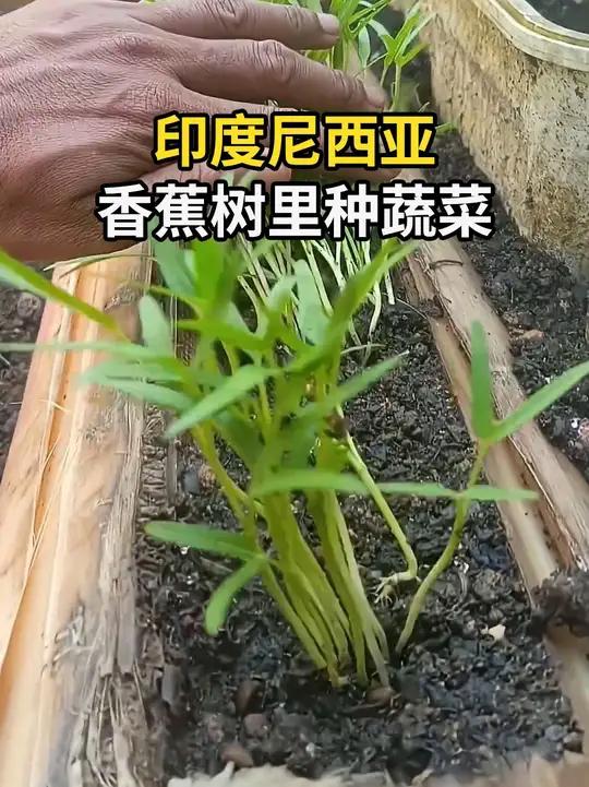 印尼人用香蕉树干种植蔬菜,把废物利用做到极致,真是零成本种菜