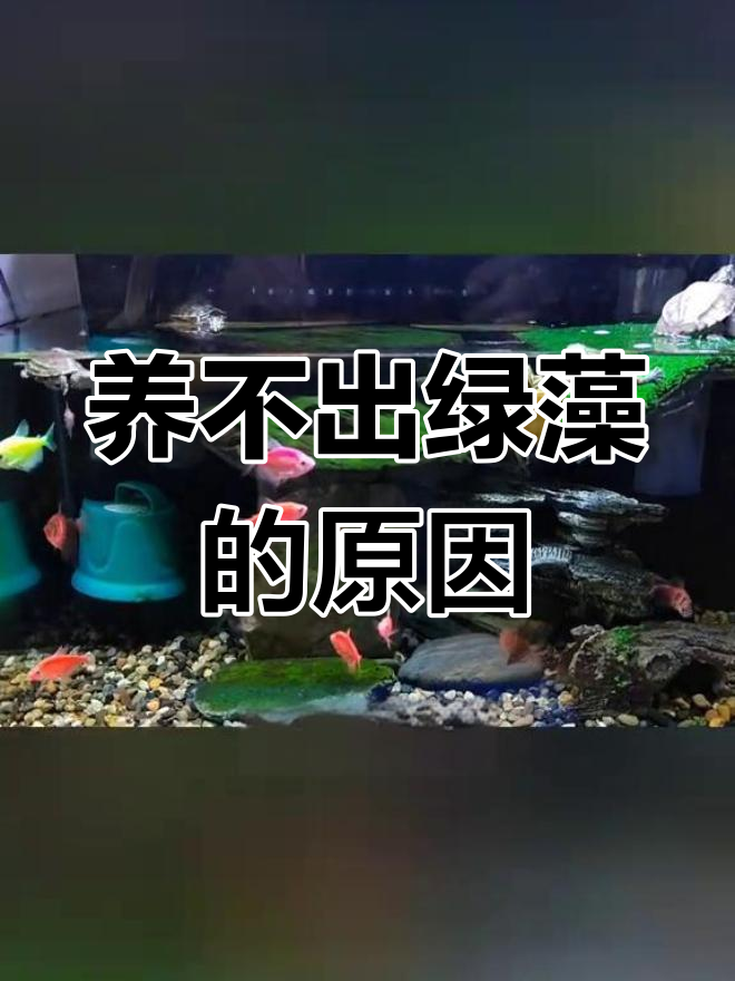 鱼缸绿藻引爆失败,问题出在哪里?