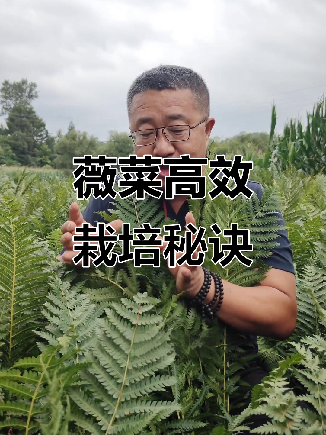薇菜人工种植技巧:如何提高亩产值万元