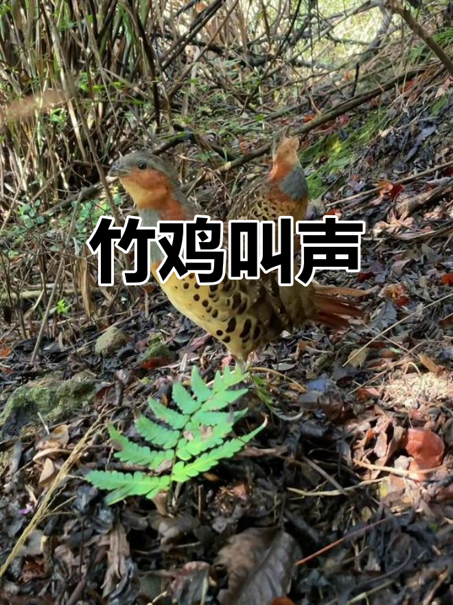 竹鸡公母合鸣,自然之声