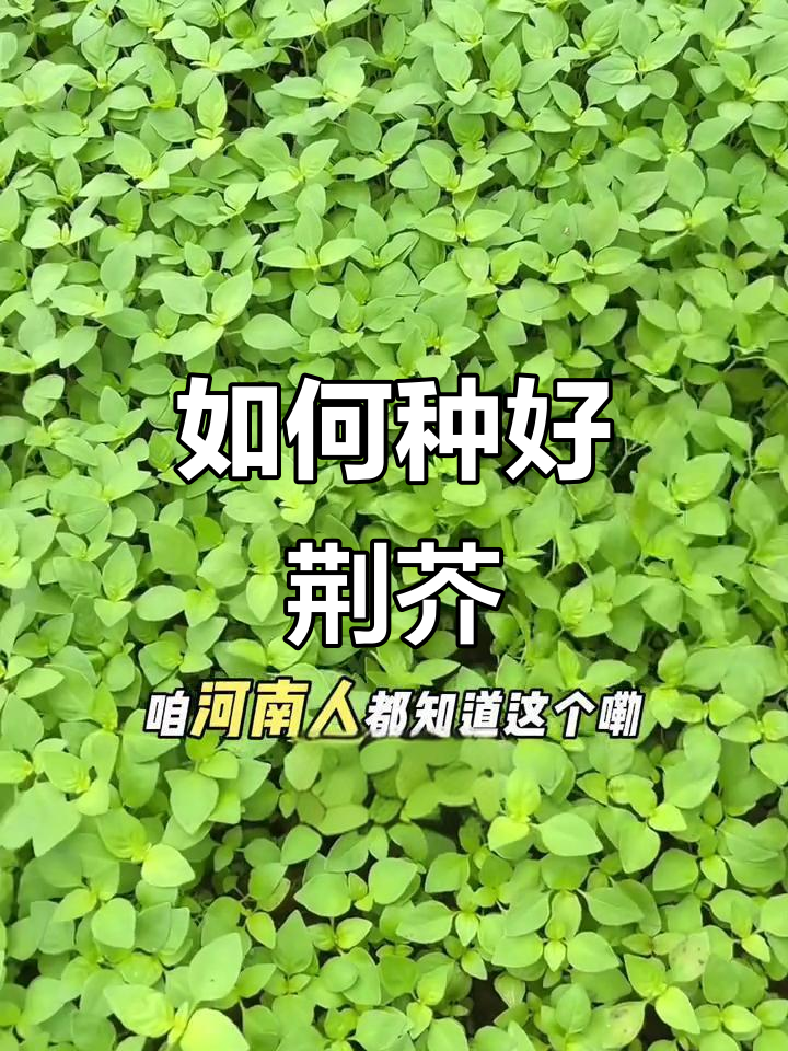 河南荆芥种植技巧,掌握这些让你轻松搞定