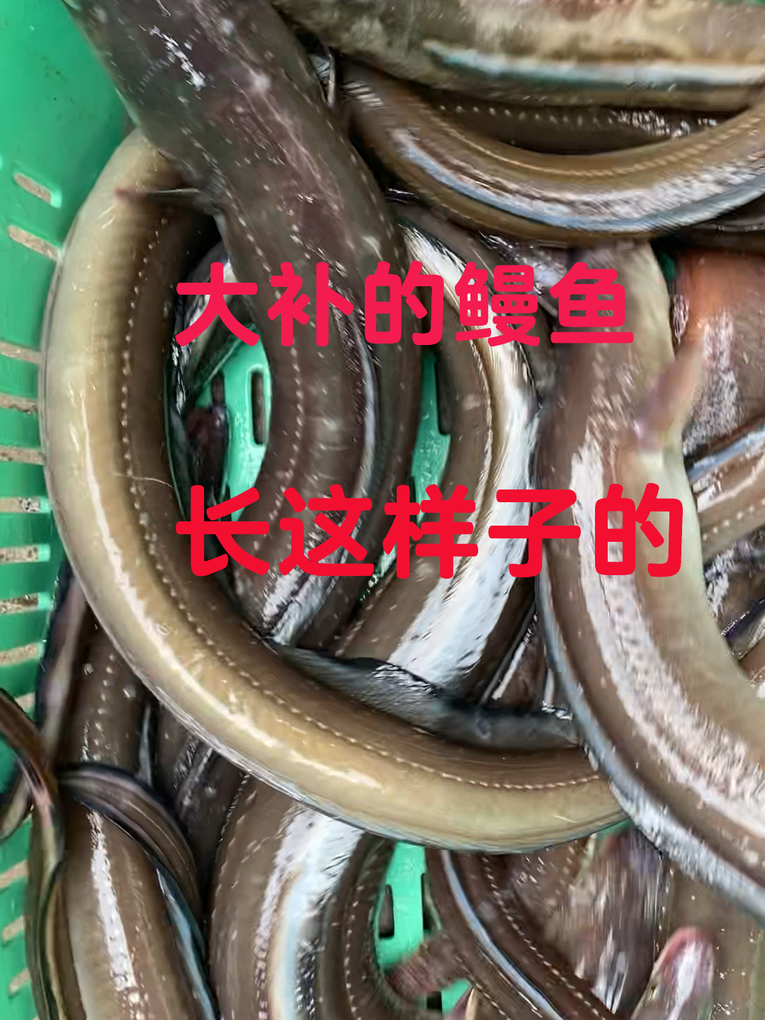 海鳗鱼,鳝鱼,星鳗鱼、ハモ、都是一个鱼