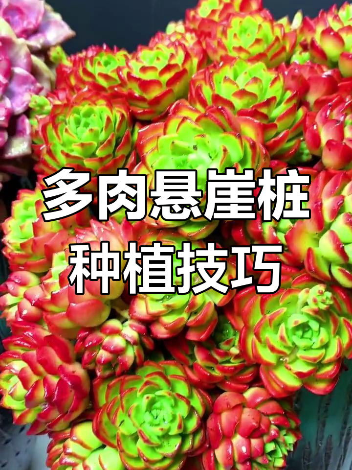 悬崖桩多肉植物养护秘籍,打造美丽紫霞仙子