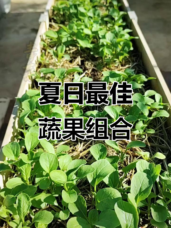 夏季瓜果蔬菜搭配指南,清凉一夏从这些食物开始