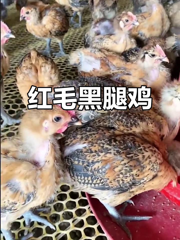 嘉祥县永恒特种动物农场:青爪麻公鸡,红毛亮丽,肉质鲜美