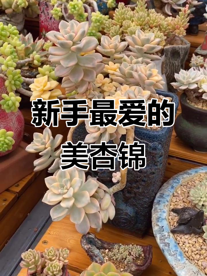 美杏锦:最适合新手的皮实多肉植物