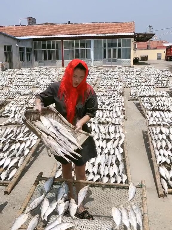 白麟鱼又名快鱼响鱼,个大肉厚,本身带油性