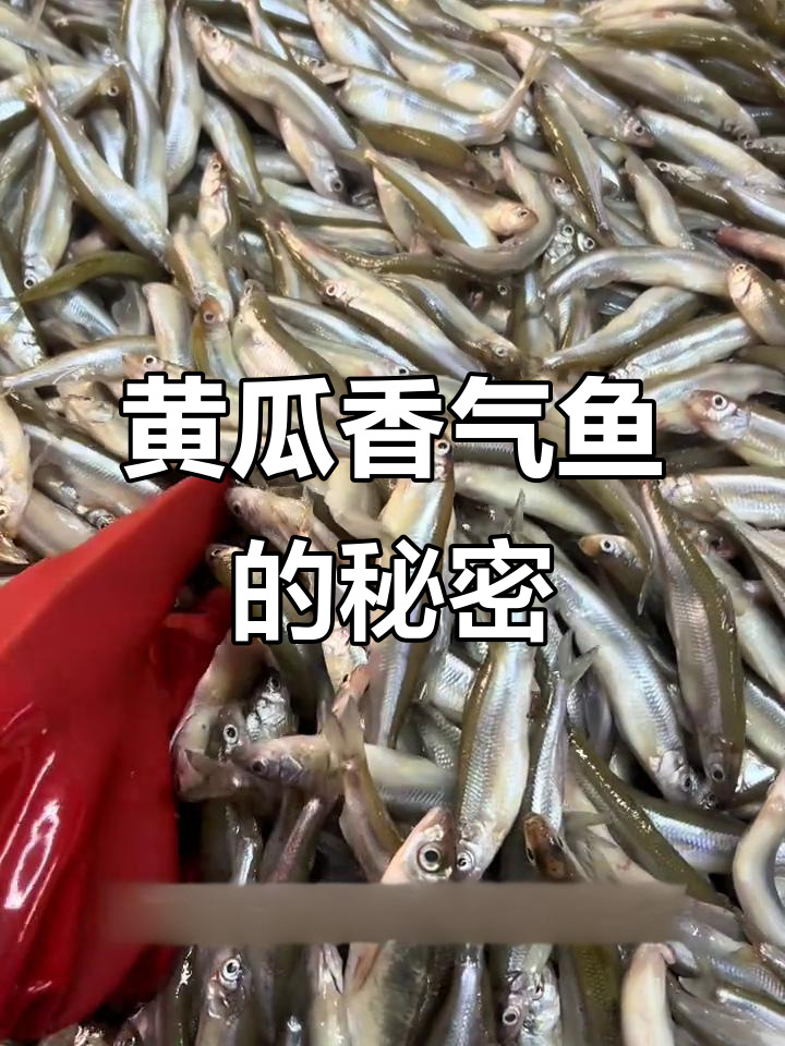 为什么黄瓜香鱼有如此独特的气味?