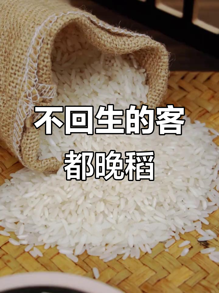 这款晚稻米冷后不散,炒蛋炒饭最合适