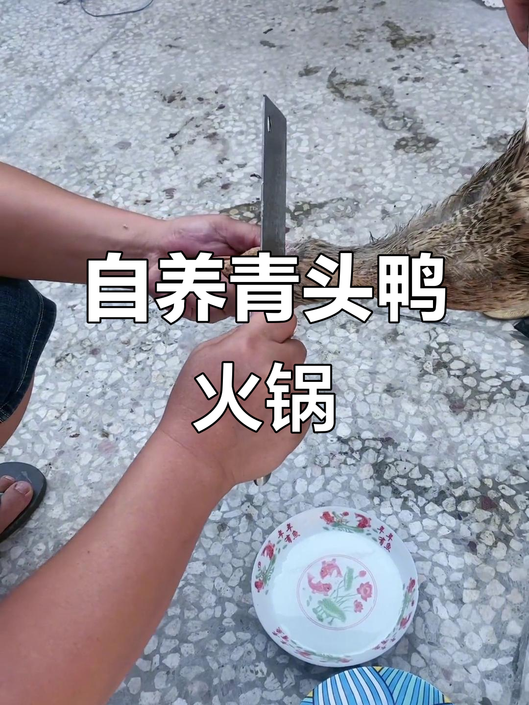 青头鸭养殖记：从两斤到火锅美味，毛孔太猫了！