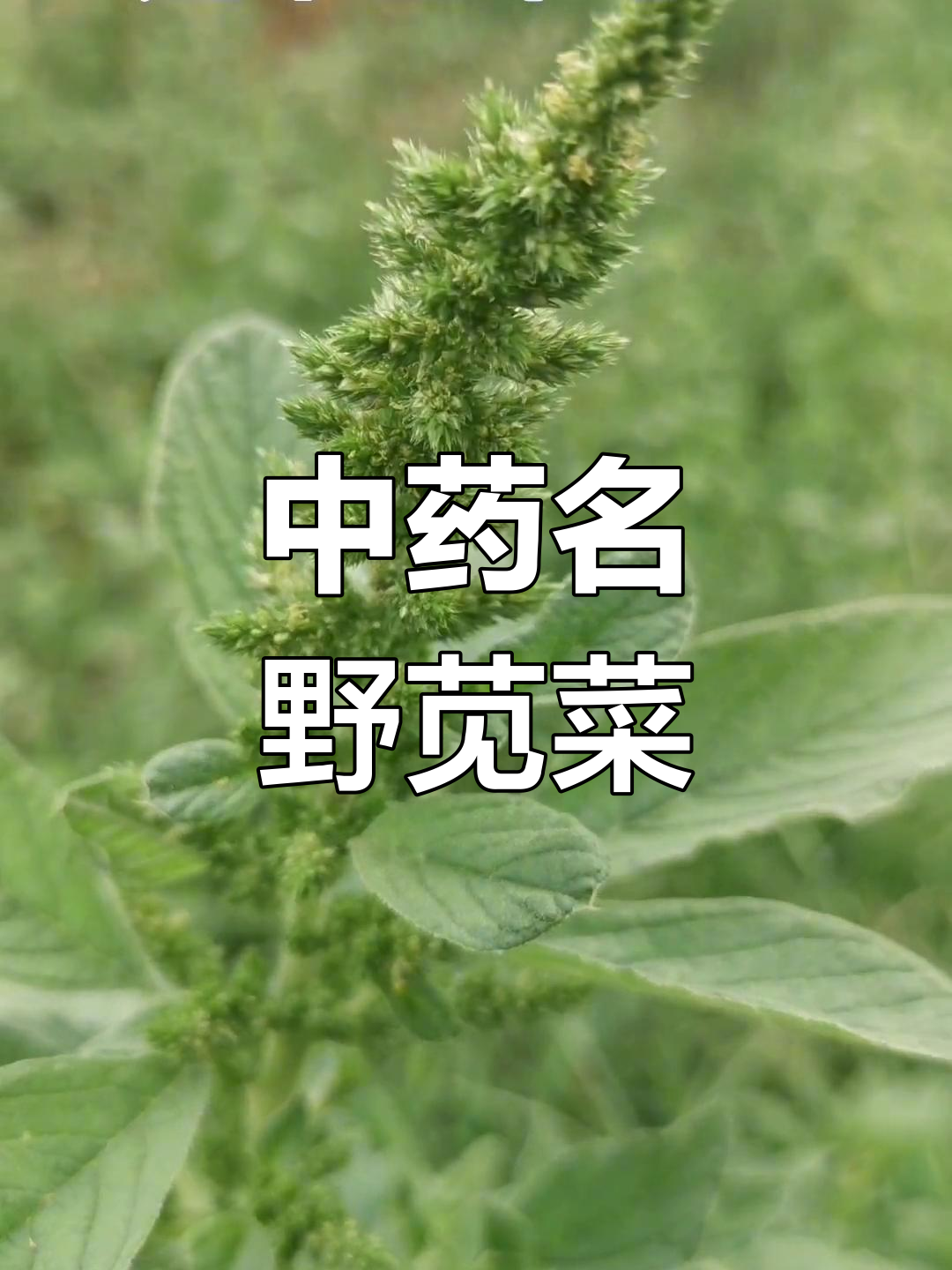 野苋菜的中药价值与应用