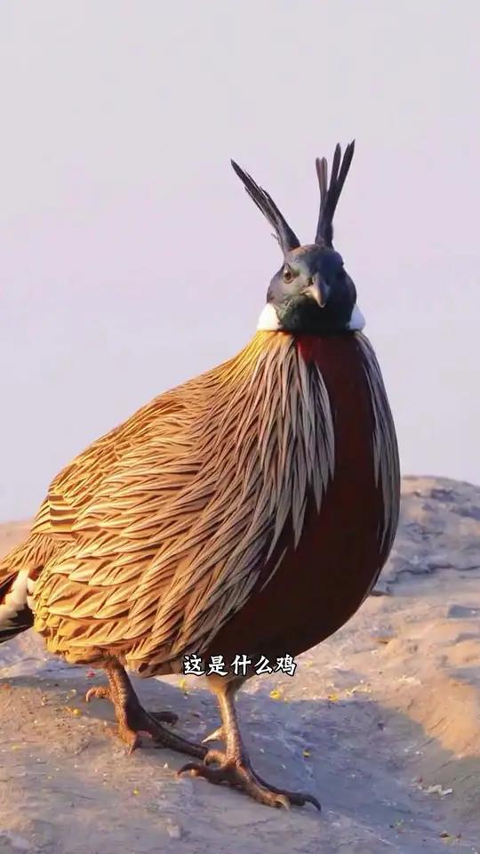 分享24种不同的“鸡”叫声,你都听过几种?#鸡 #爱鸟护鸟 #动物叫声 #野鸡