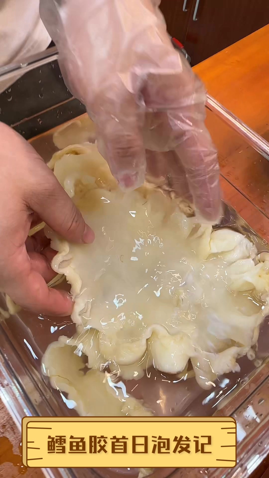 鳕鱼胶首日泡发记