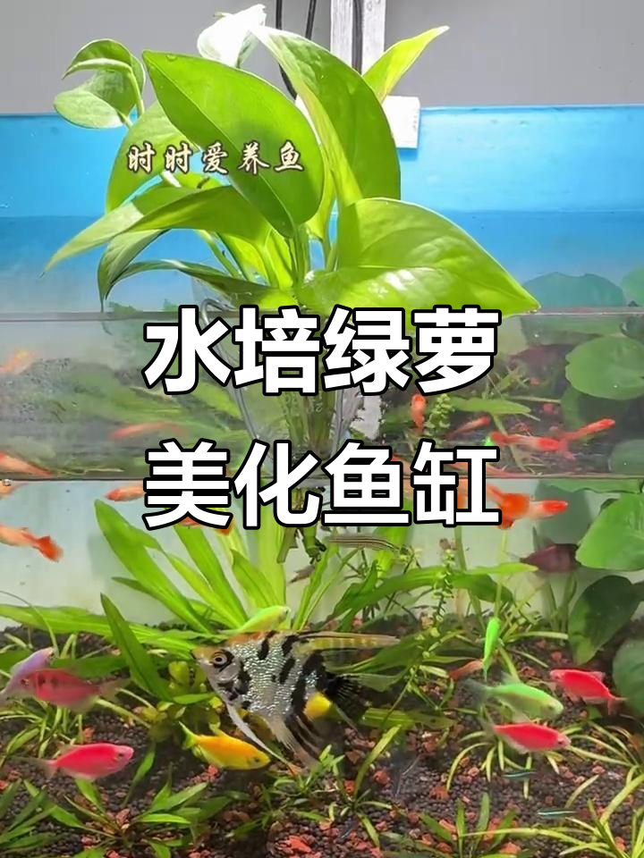 鱼缸水培绿萝，简单又美观，净化水质效果超赞