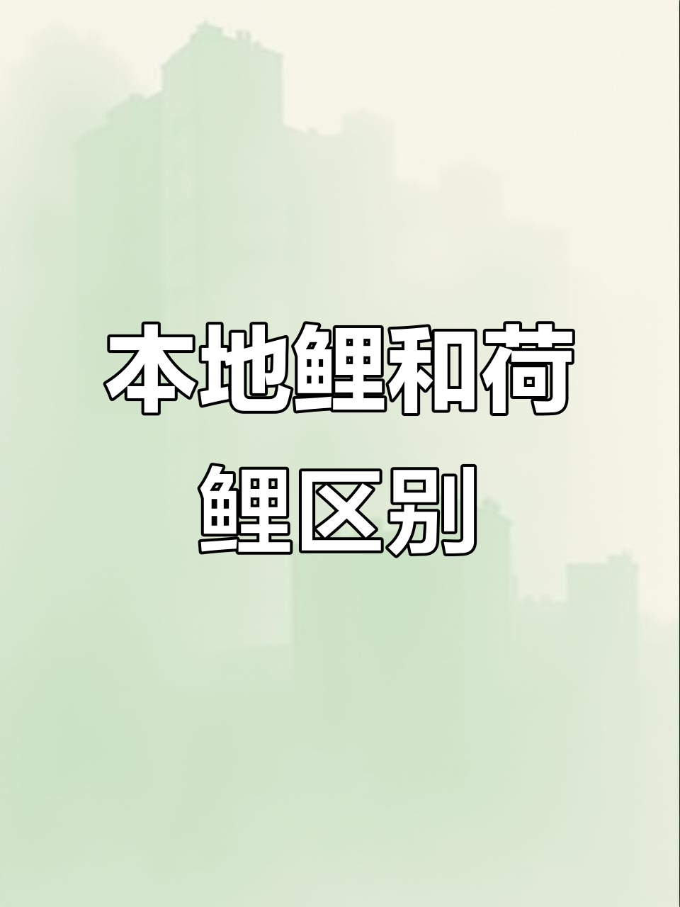 本地鲤鱼与荷花鲤的区别，你了解吗？