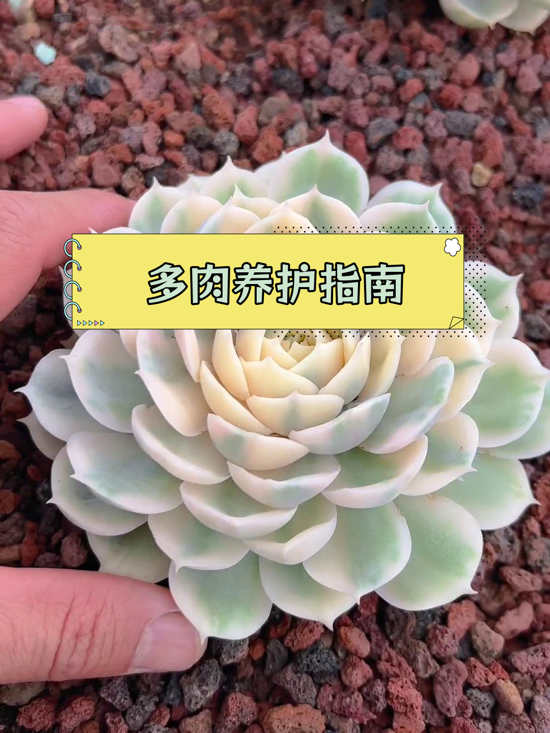 昂斯诺锦与海洋之星的多肉养护技巧
