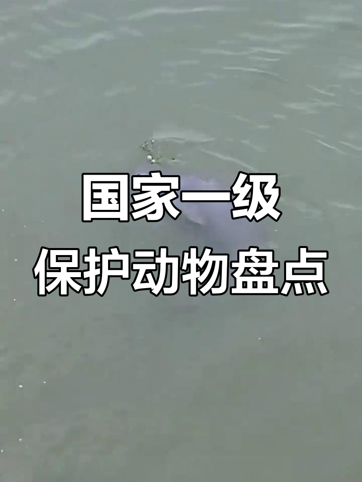 15种国家一级保护动物大揭秘,看看你认识几种?