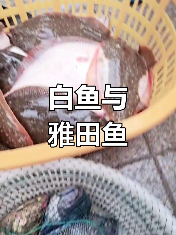 招远海湾白鱼与雅田鱼的鲜美滋味