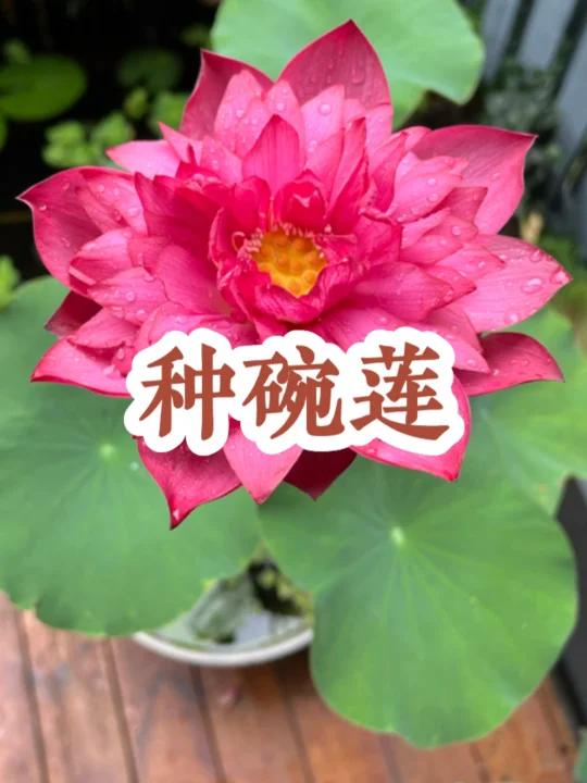 种碗莲