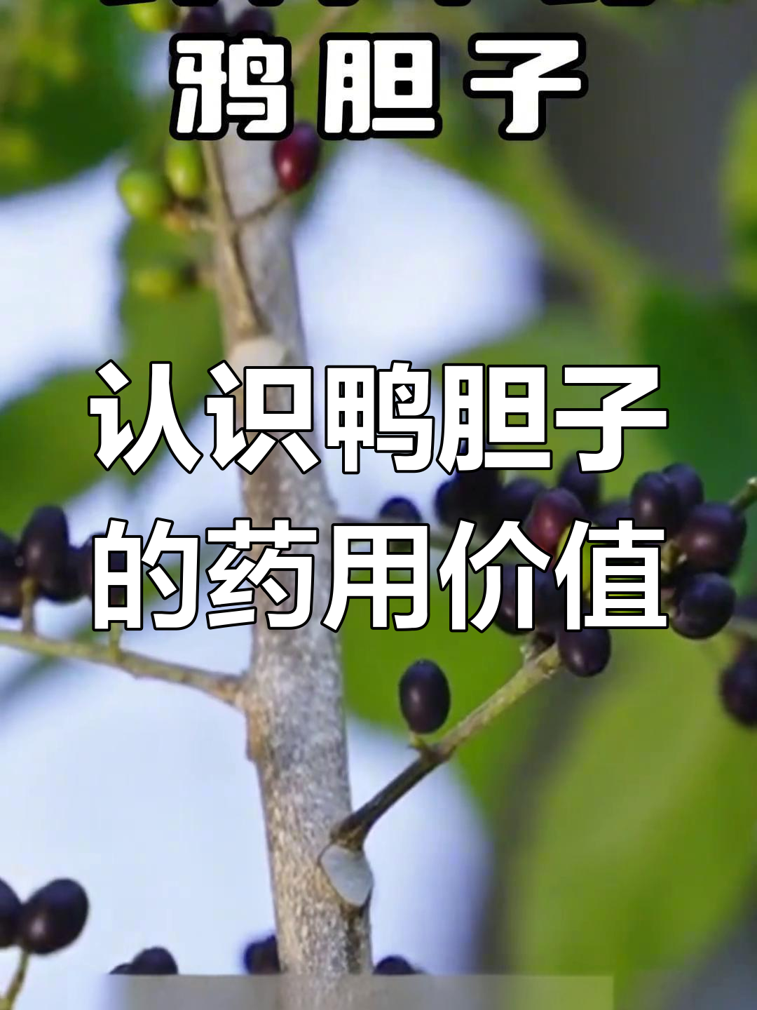 鸭胆子:民间草药,苦味有毒却有神奇功效