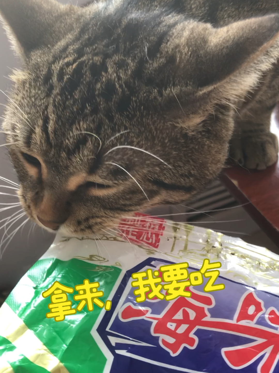 猫能不能吃人类的烤鱼片猫能吃人类零食吗