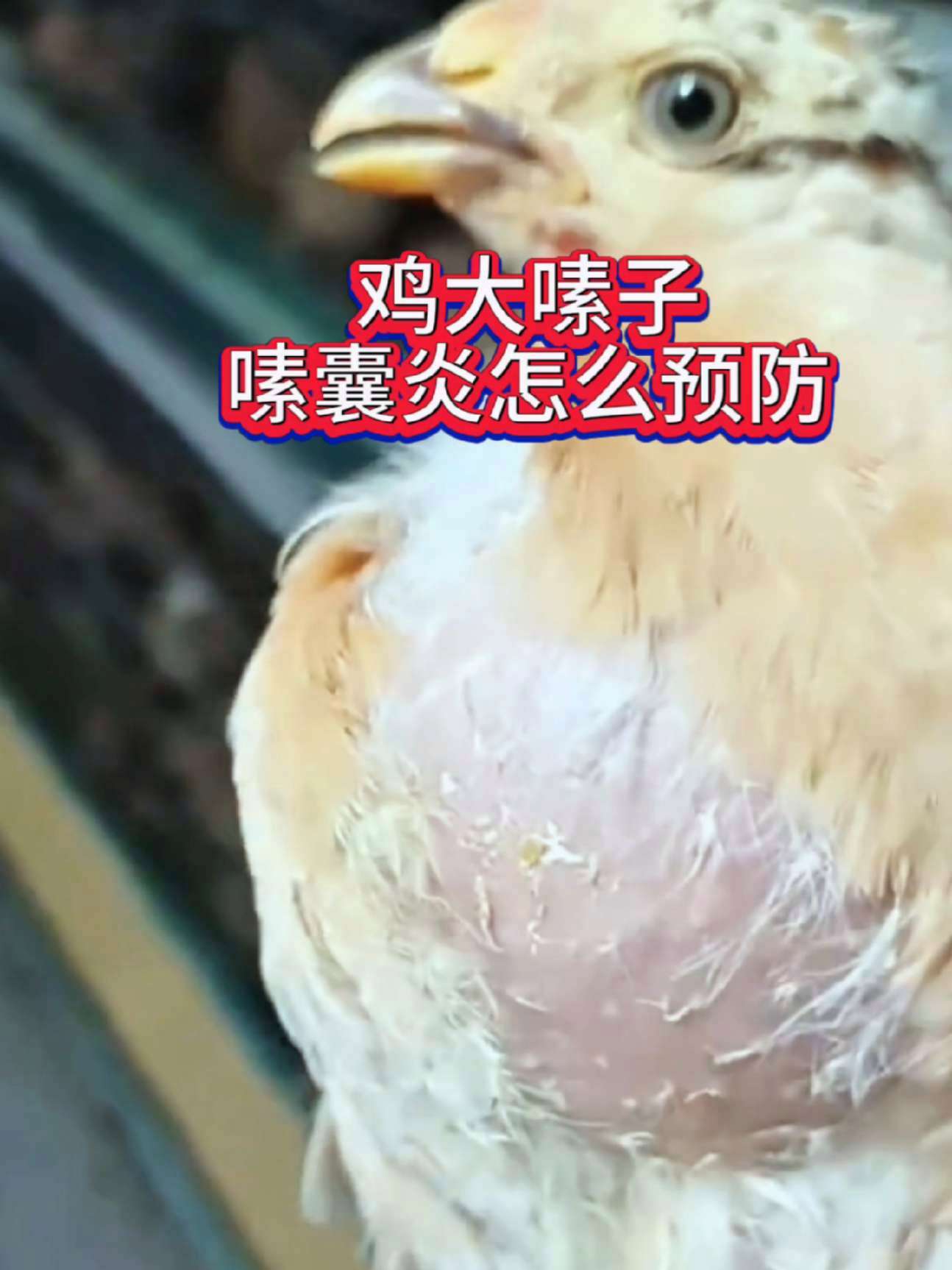 养鸡预防为主,鸡大嗉子称为嗉囊炎是什么原因引起的?养鸡知识 科学养鸡 养鸡技术 中草药养鸡