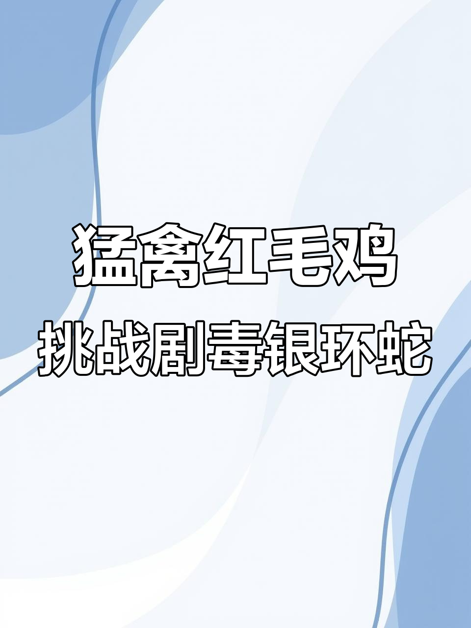 红毛鸡勇斗毒蛇,身法灵活如坦克般无敌