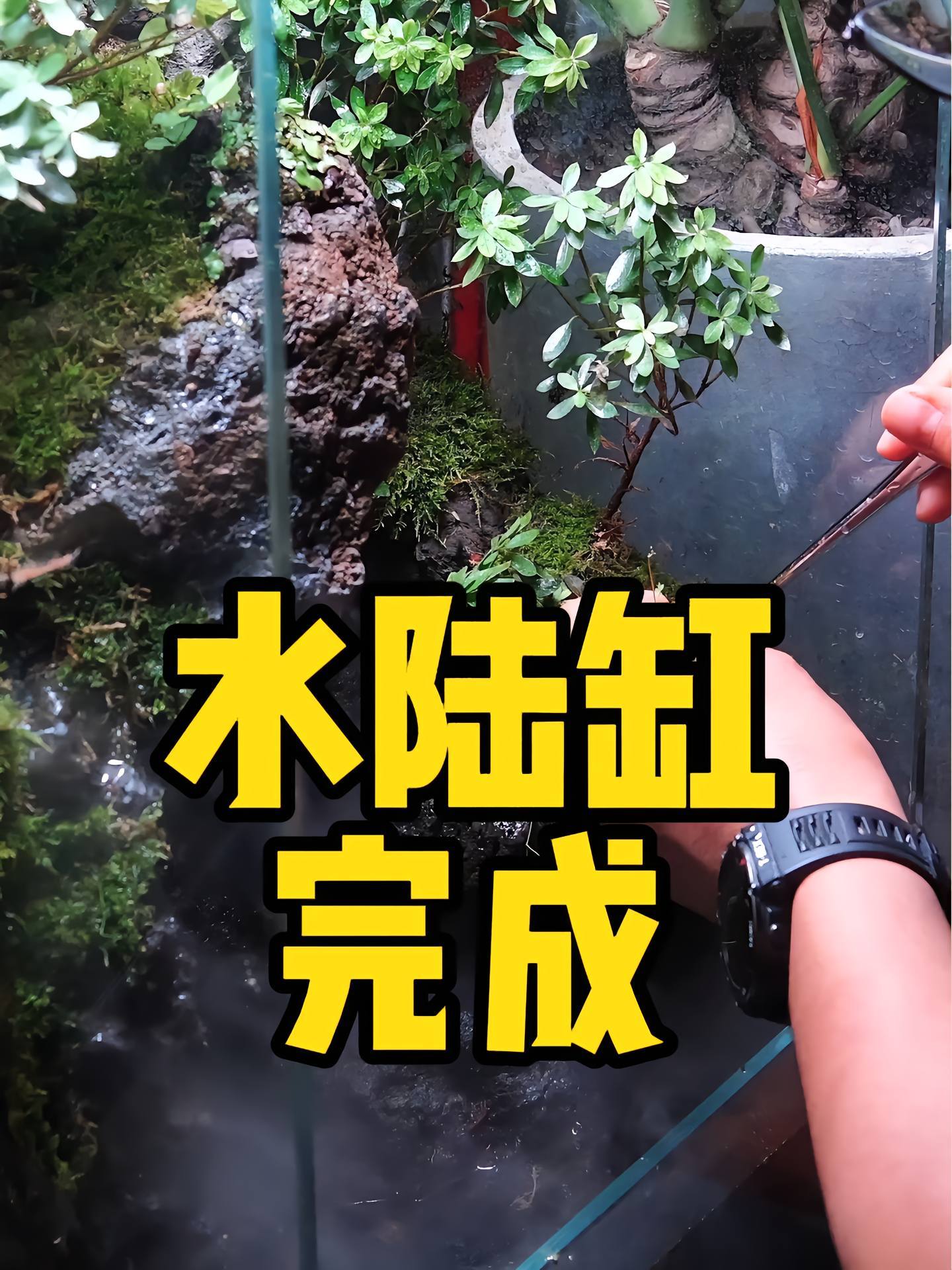 水陆缸制作最后一步,栽种植物,哎,太简单了~ 水草缸 水族 鱼缸里的大自然 水陆缸造景