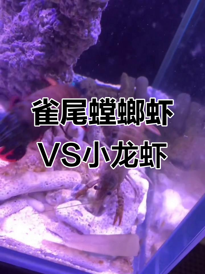 螳螂虾与小龙虾的激烈对决,谁能制服谁?