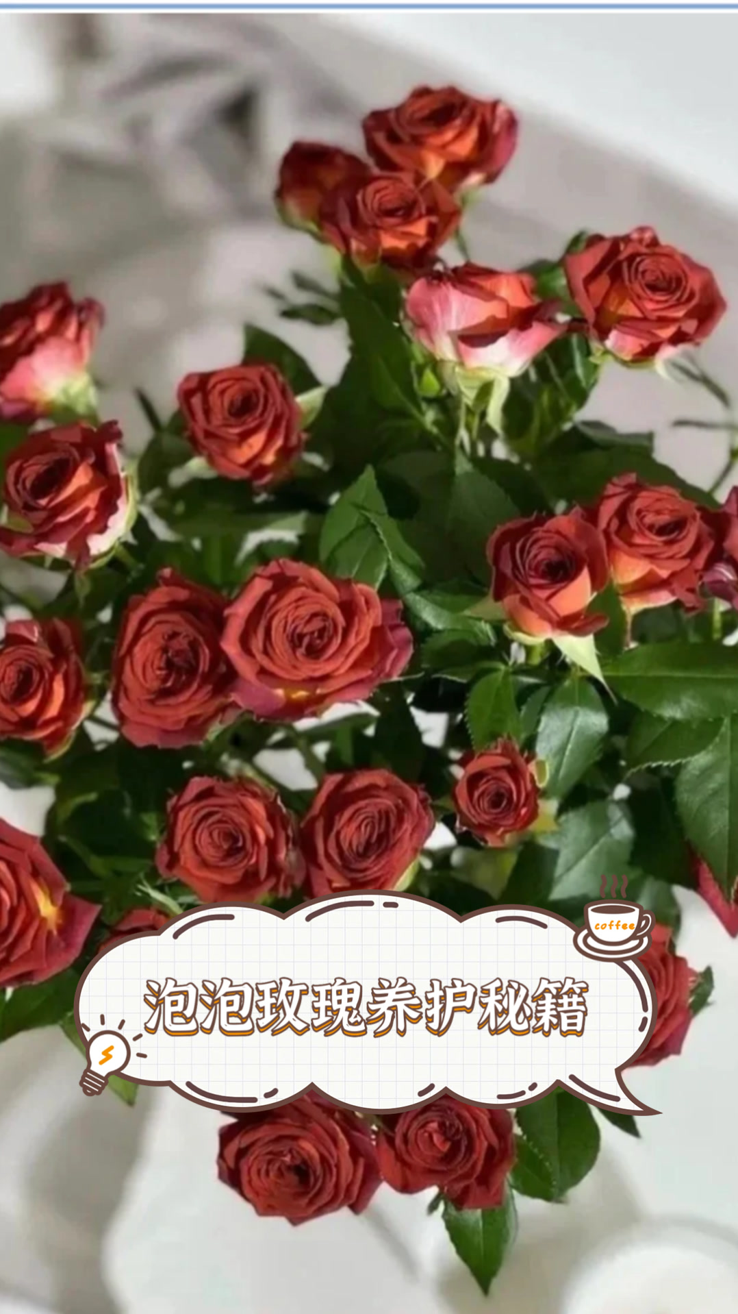 泡泡玫瑰养护秘籍