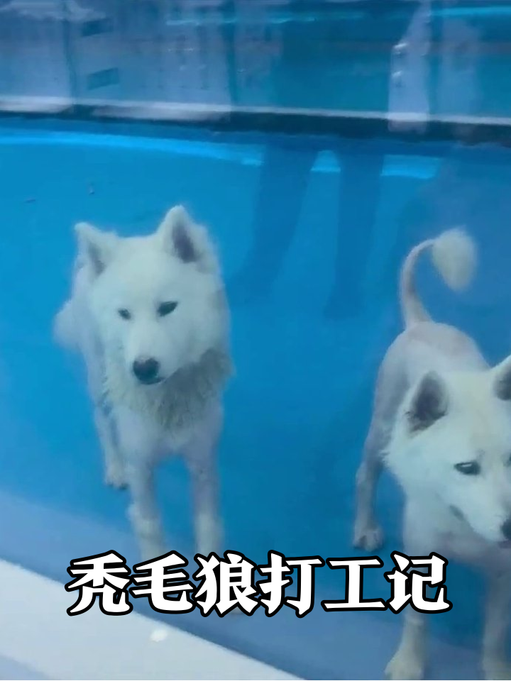 秃毛狼集体社恐现场?小女孩围观笑出鹅叫