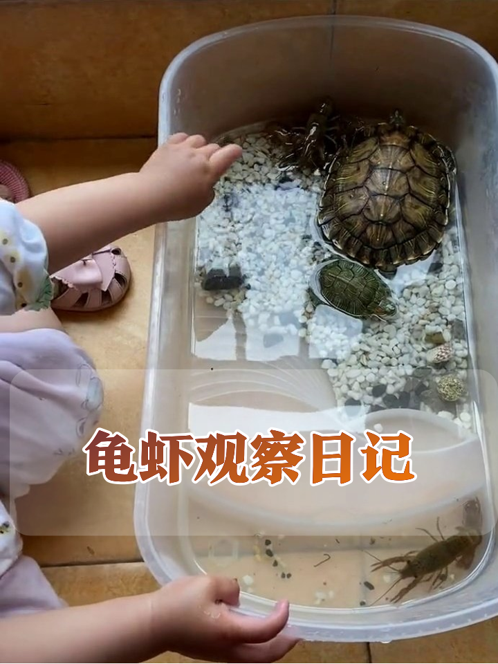 人类幼崽围观龟虾大战,小手一戳虾子集体蹦迪