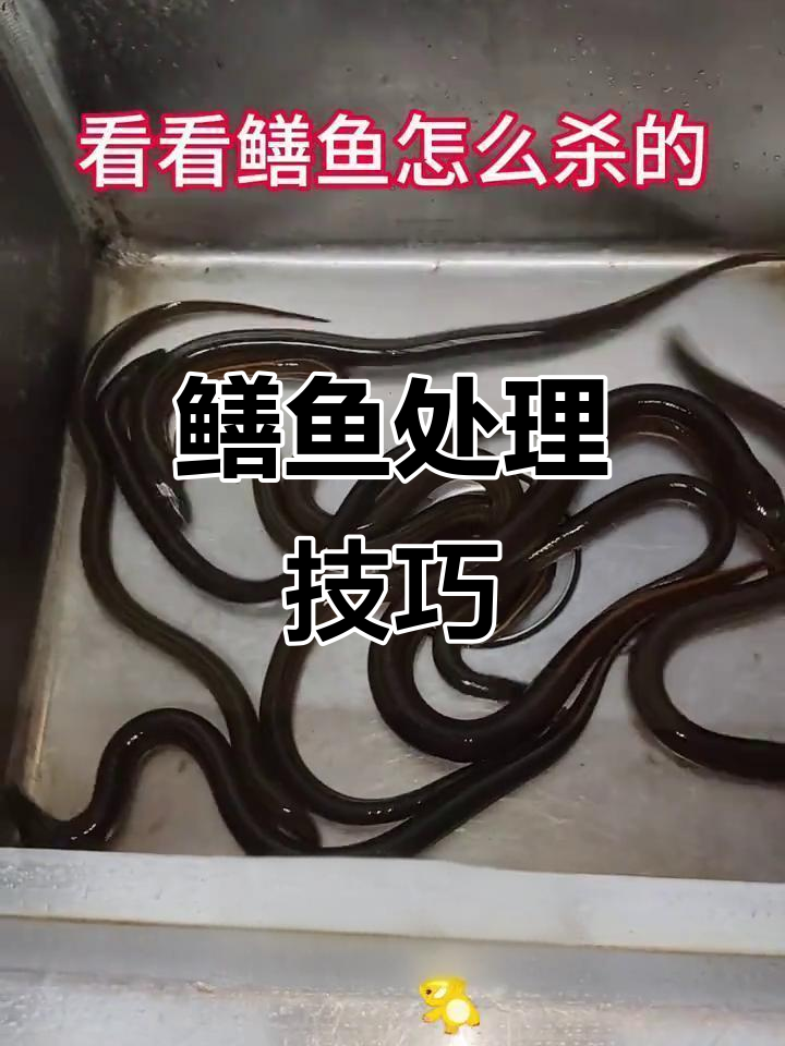 学会杀鳝鱼，新鲜食材做美味！