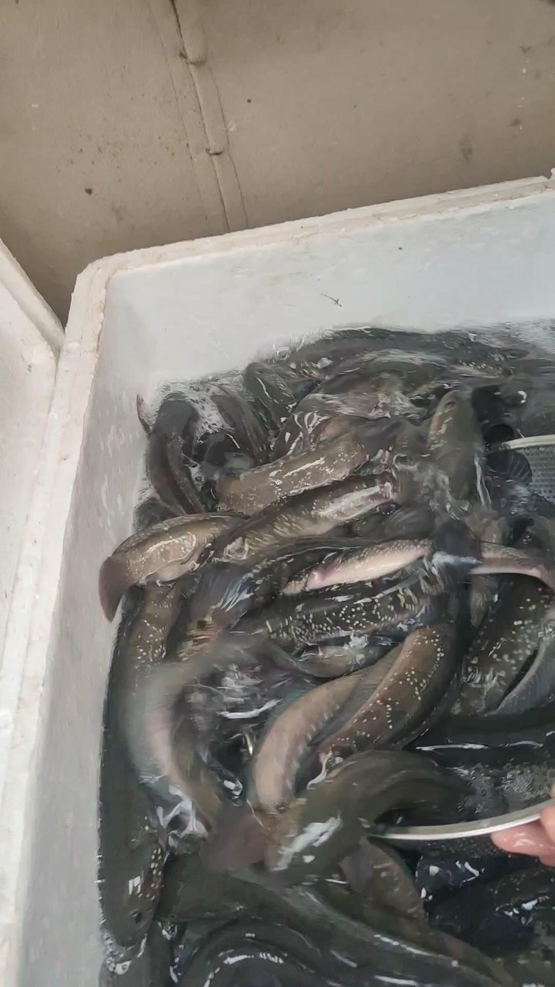 七星鱼可以说是肉质细腻营养;半斤一条 野生鱼 黑鱼 美食 七星鱼 卖鱼哥王雷