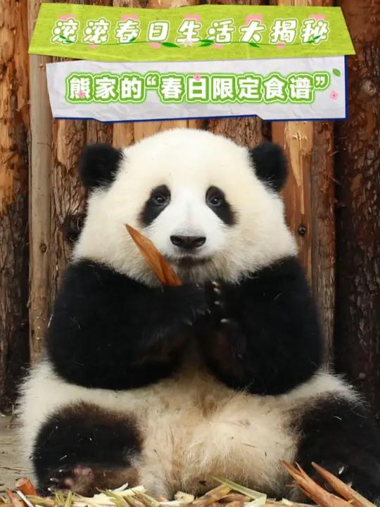 「解锁滚滚的“春季菜单”」三月春笋正当鲜!“云”尝一口春天的味道吧～
